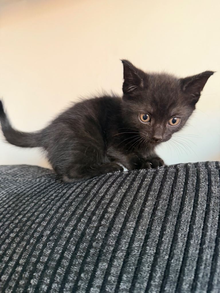 black kittens for sale 