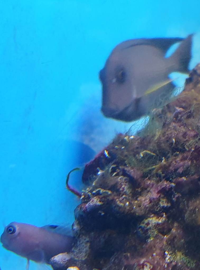 Marine fish and marine rock available for sale