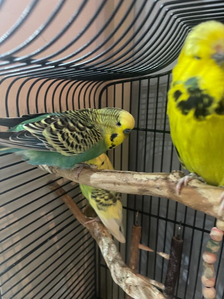 Friendly budgies looking for a loving home.
