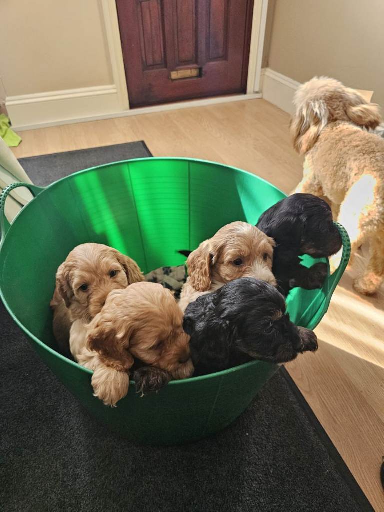 Cockerpoo puppies for sale