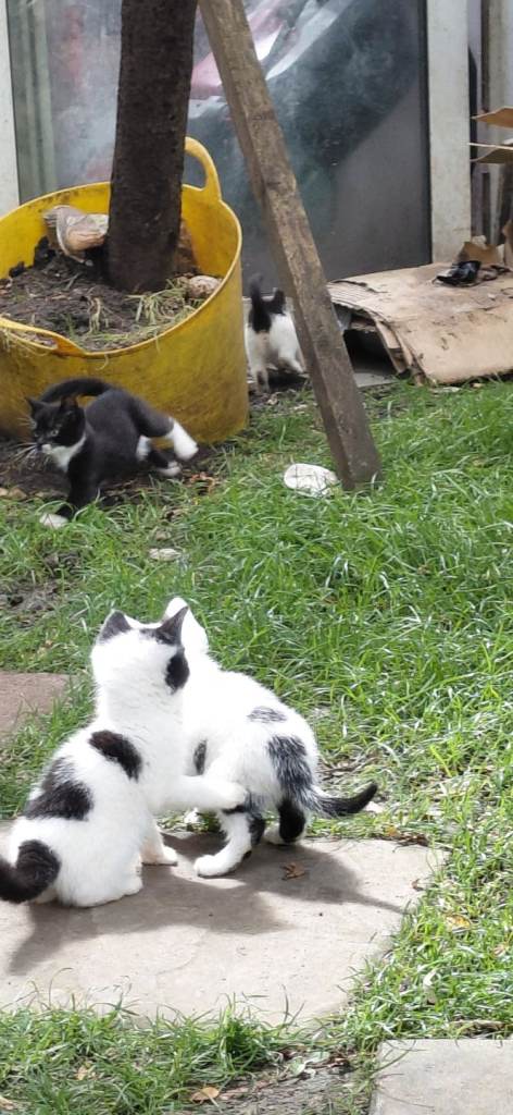 Gorgeous kittens for sale 