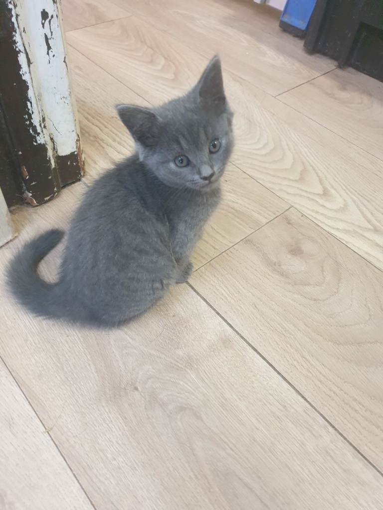 cross between a British Shorthair and an  domestic shorthair cat