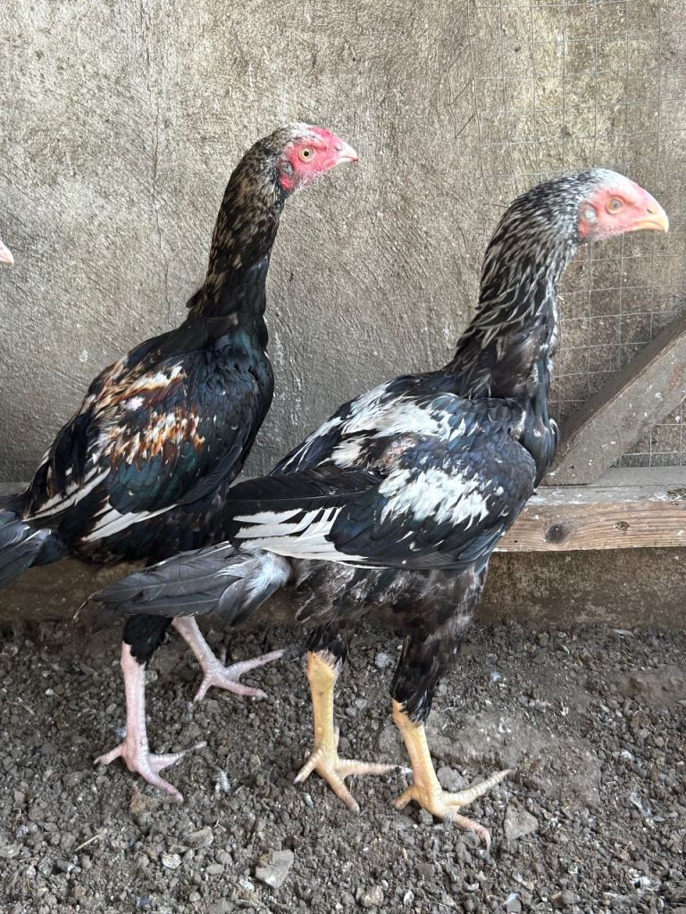 Aseel chicken for sale 
