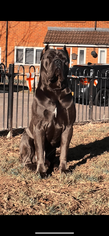 Champion/true to type cane corso puppies 