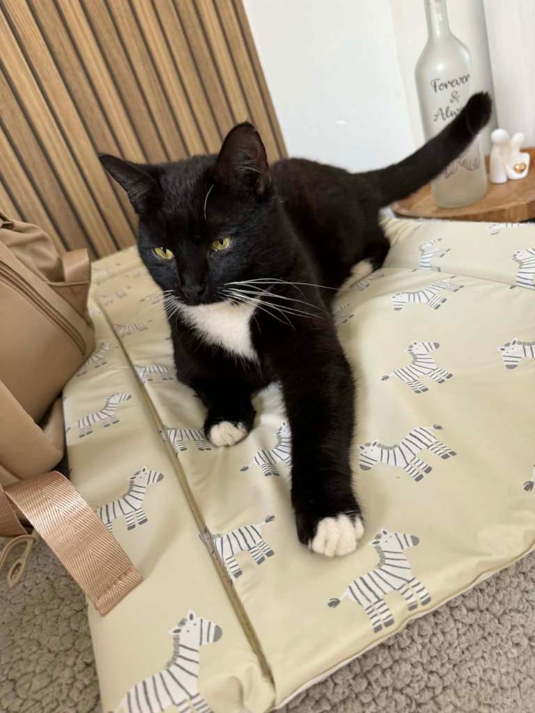 1 year old cat for sale 