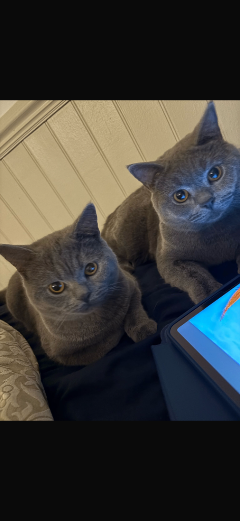 British ShortHair- Brothers