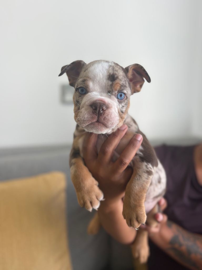English bulldogs / ready 8th July 