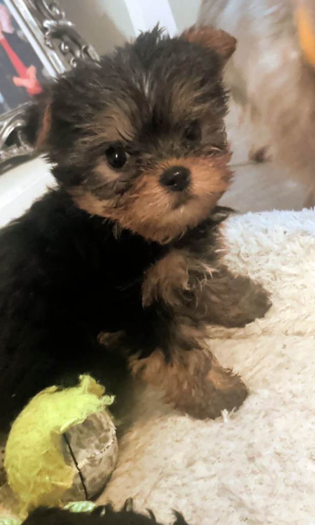 Yorkshire terrier puppies for sale