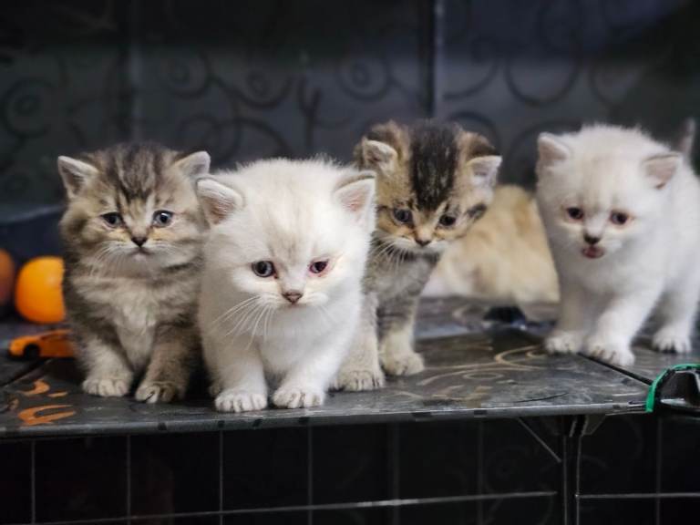 British short hair kittens 
