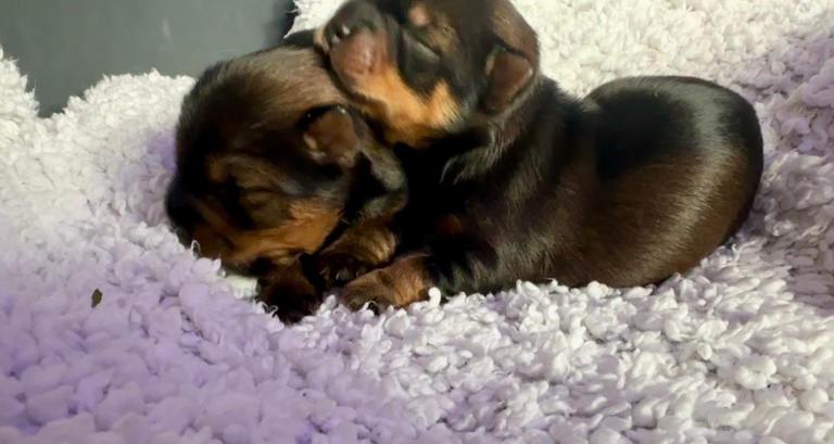 Yorkshire Terrier Puppies (Yorkie) - available 