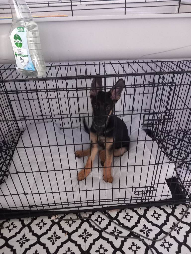 German shepherd