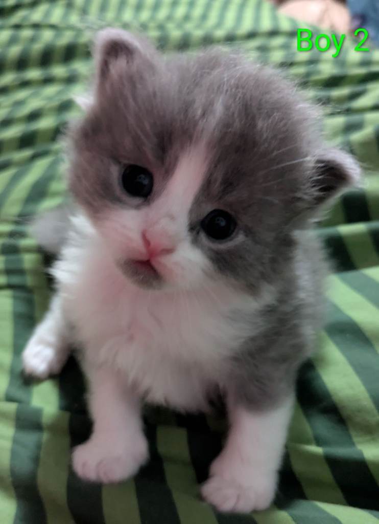 Siberian x British Longhair Kittens