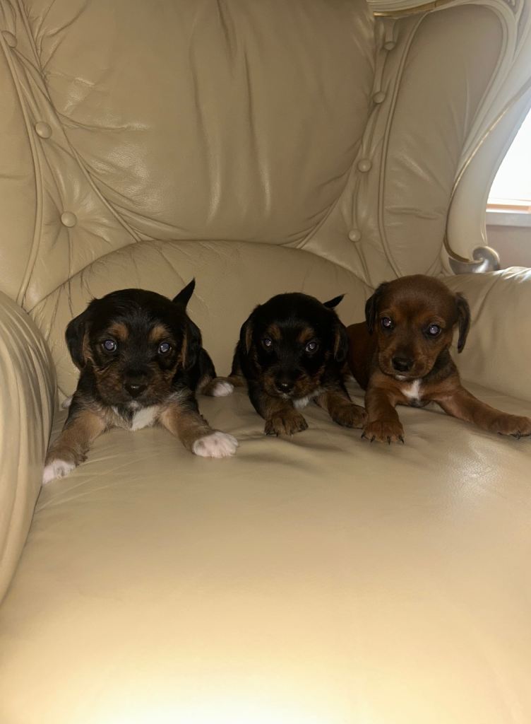 Beautiful Jackapoo Puppies 