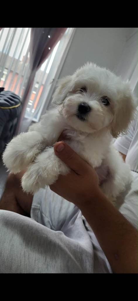 🐾 READY TO LEAVE NOW – Beautiful Maltese Puppies Looking for Their Forever Homes! 🏡