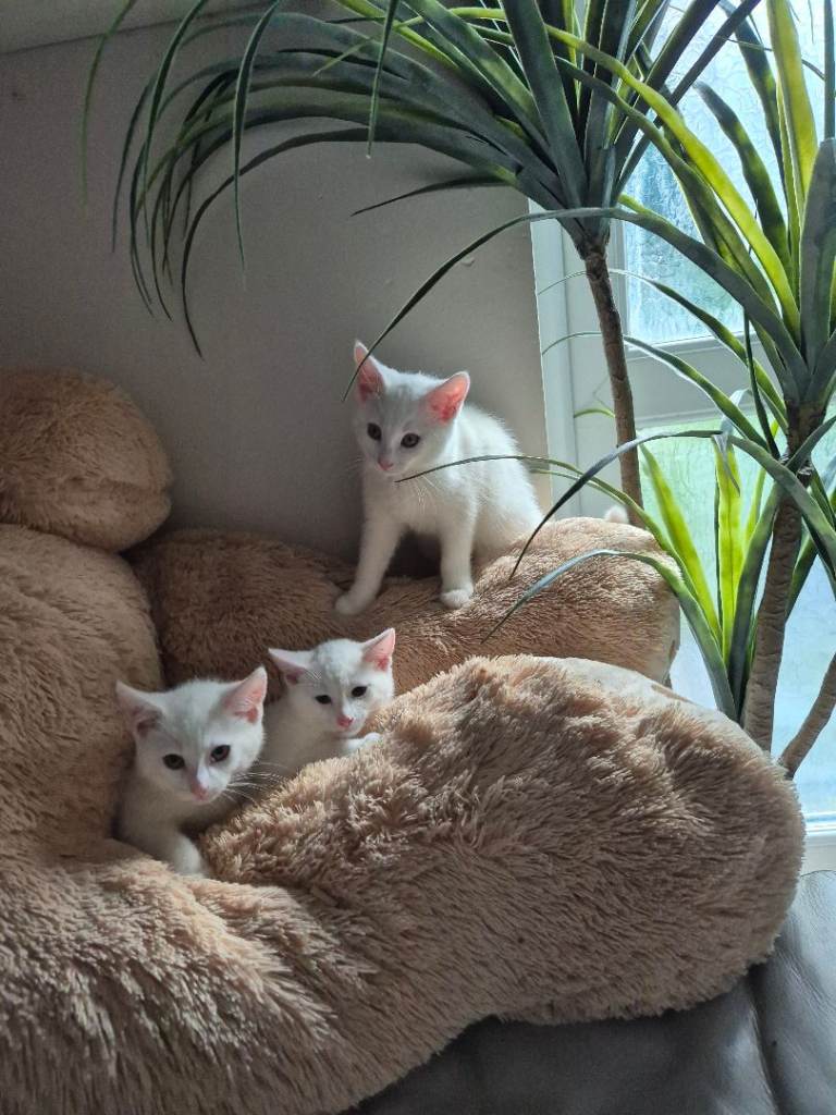 Adorable kittens of Turkish Angora breed (pls read) 😊