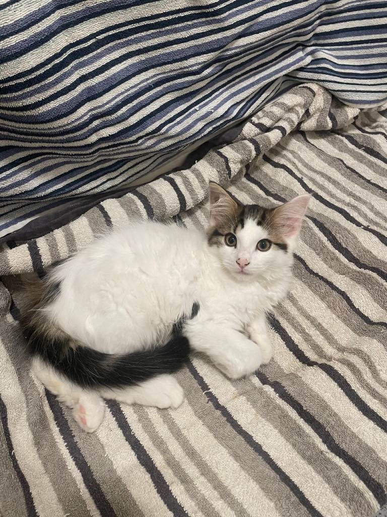Mixed breed kittens