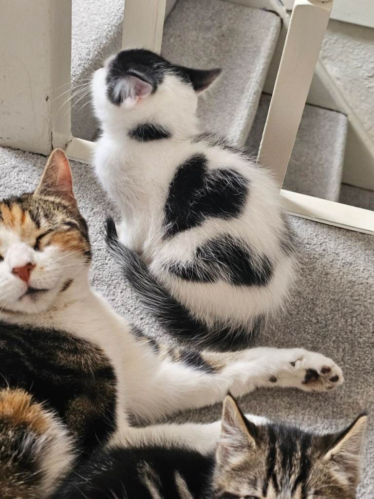 Kittens