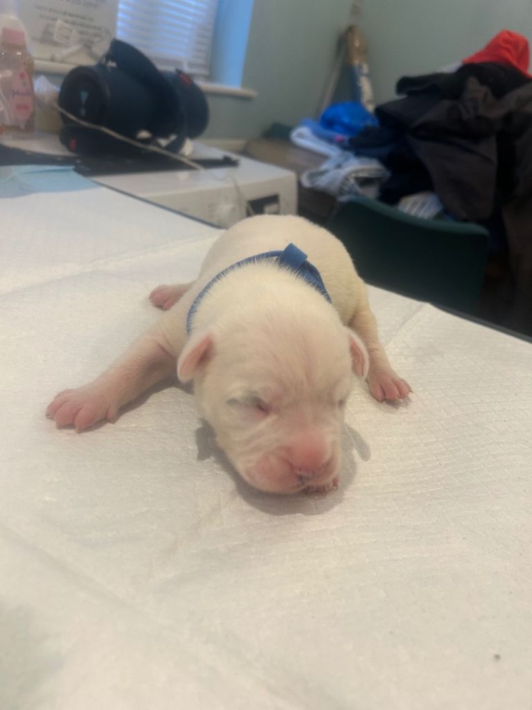 American bulldog puppies 