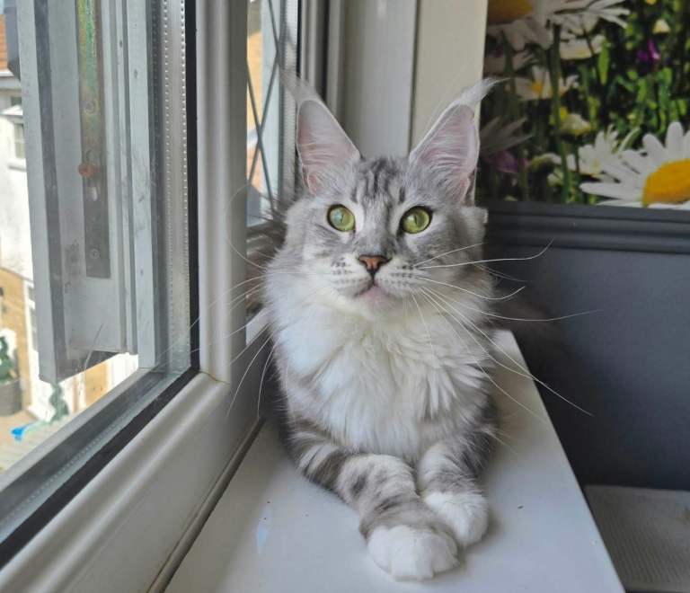 Maine coon female gccf spayed 