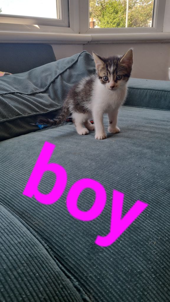2 gorgeous kittens