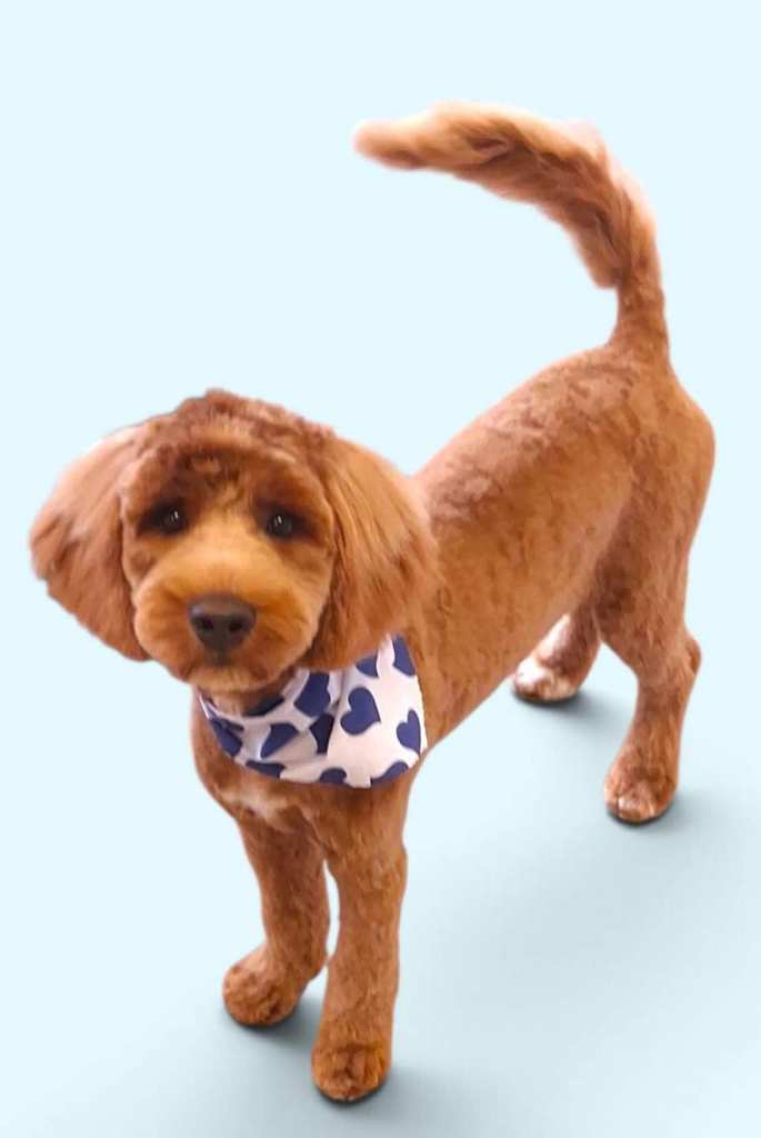 8 month old cavapoo 