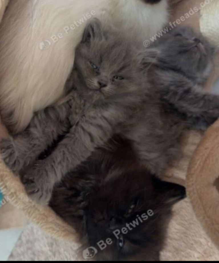 British shorthair x ragdoll kittens 
