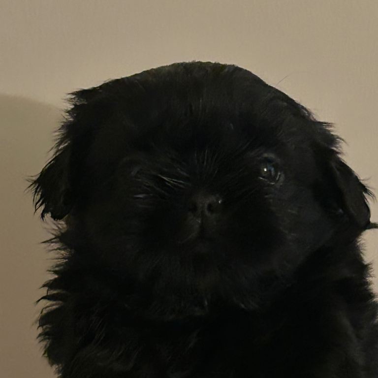 Shih Tzu girl