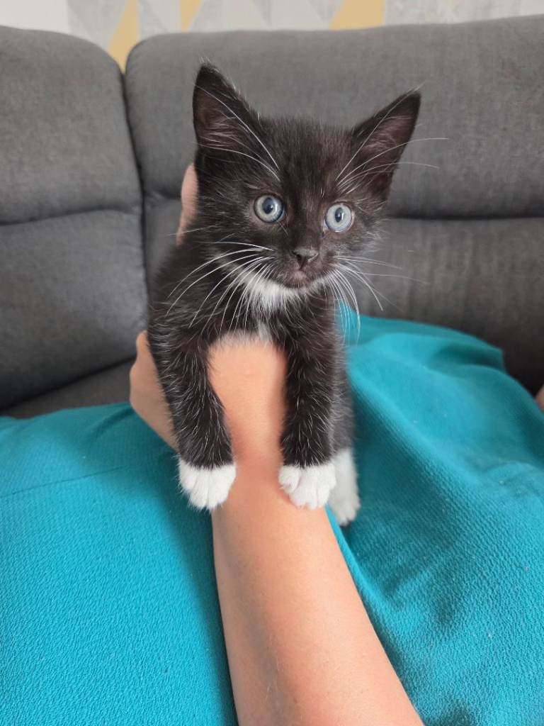 Gorgeous 8 week male kitten for sale