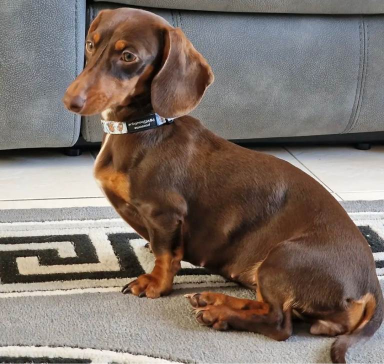 Miniature Dachshund 3 year old