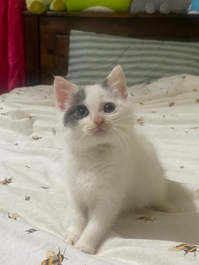 Cute Grey and White longhair kitten 