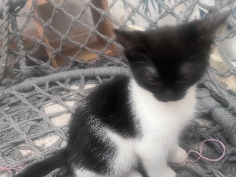 Kitten for salw