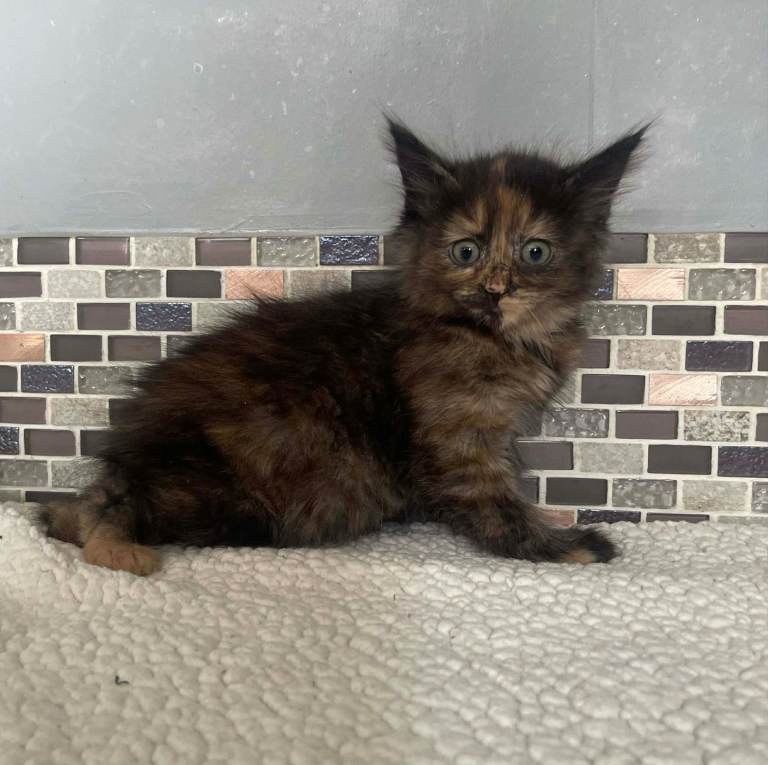 8 Beautiful Kittens READY NOW