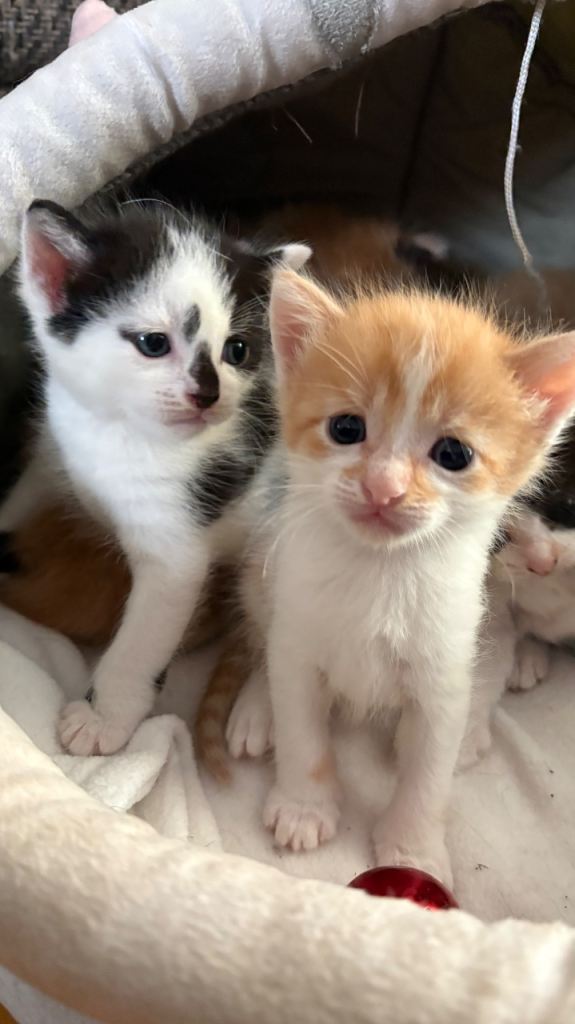 Kittens