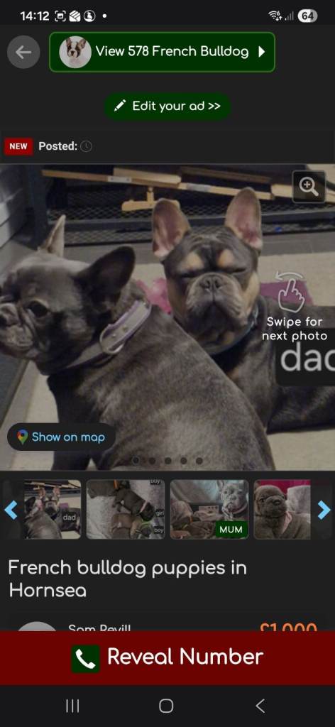 French bulldog puppies for sale