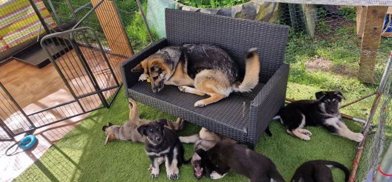 German shepherd puppies 