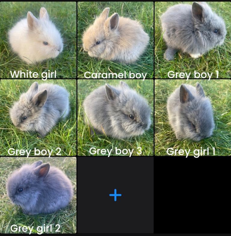 Adorable Lionhead Bunnies