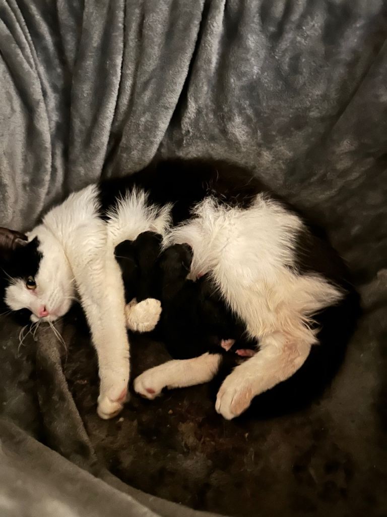 Black and white fluffy kittens 🐱 
