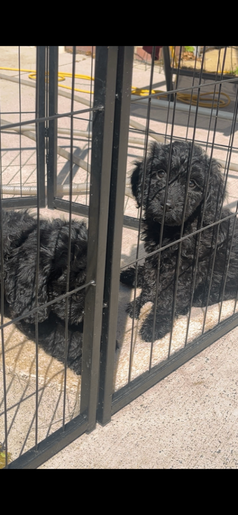 Cocker poo puppies