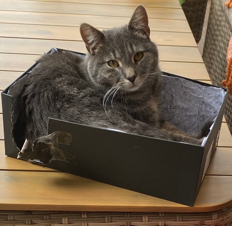 Grey female cat 2 years old