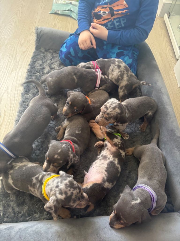 9 beautiful Dacshund puppy’s 