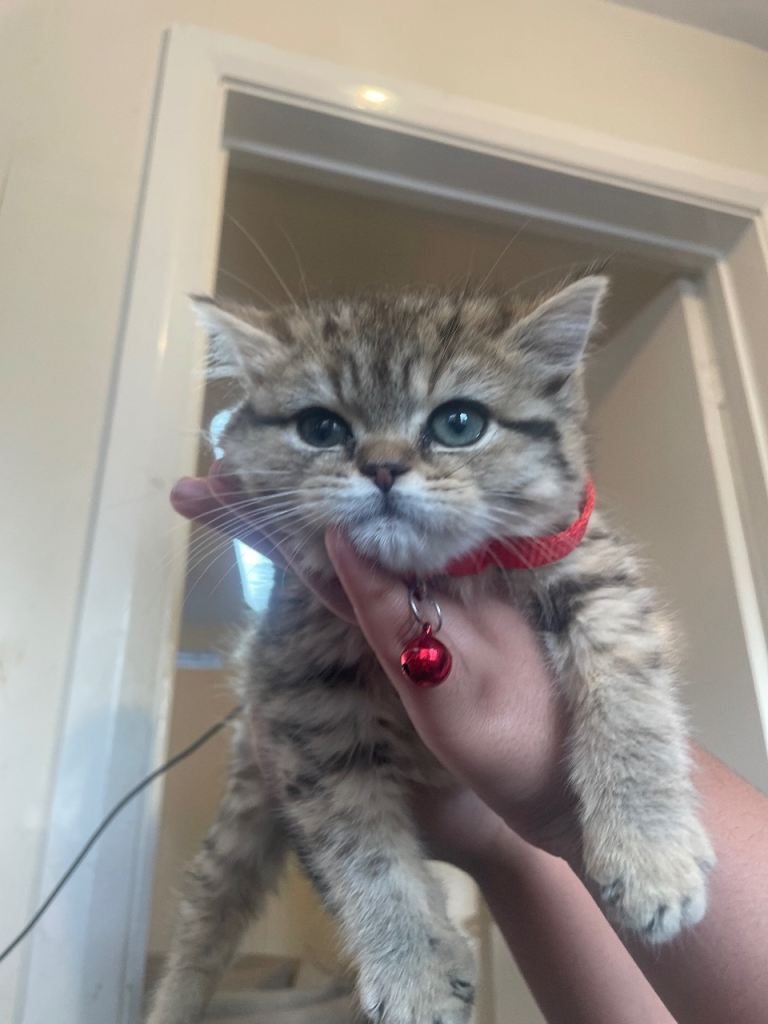 British shorthair females