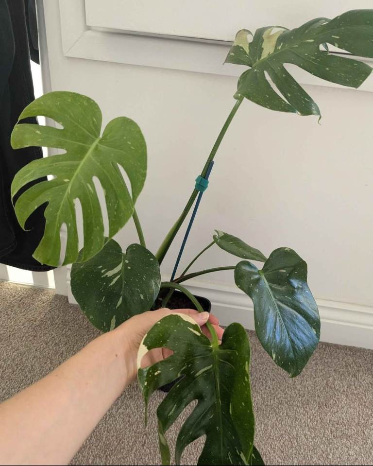Healthy Monstera Thai Constellation Plants