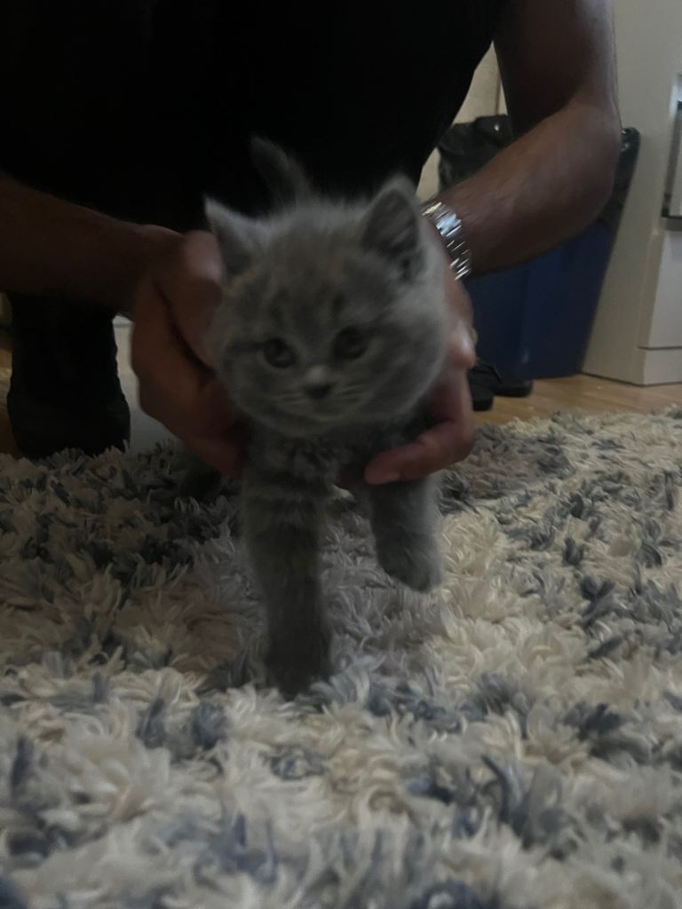 BSH x Maine coon kittens 