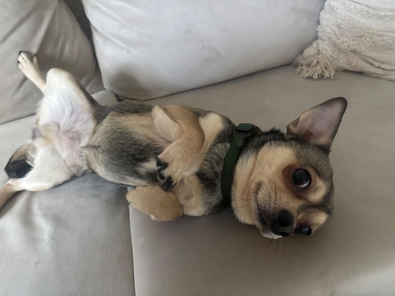 2 year old chihuahua 