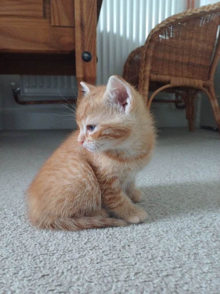 Adorable Kittens Available