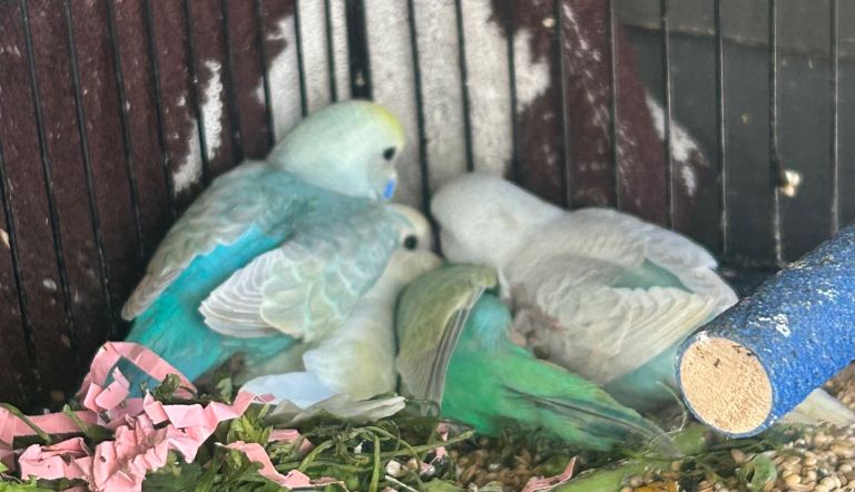 BEAUTIFUL BABY BUDGIES FOR SALE