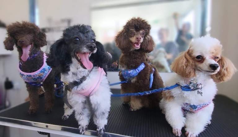 Toy Poodles Ready Soon 