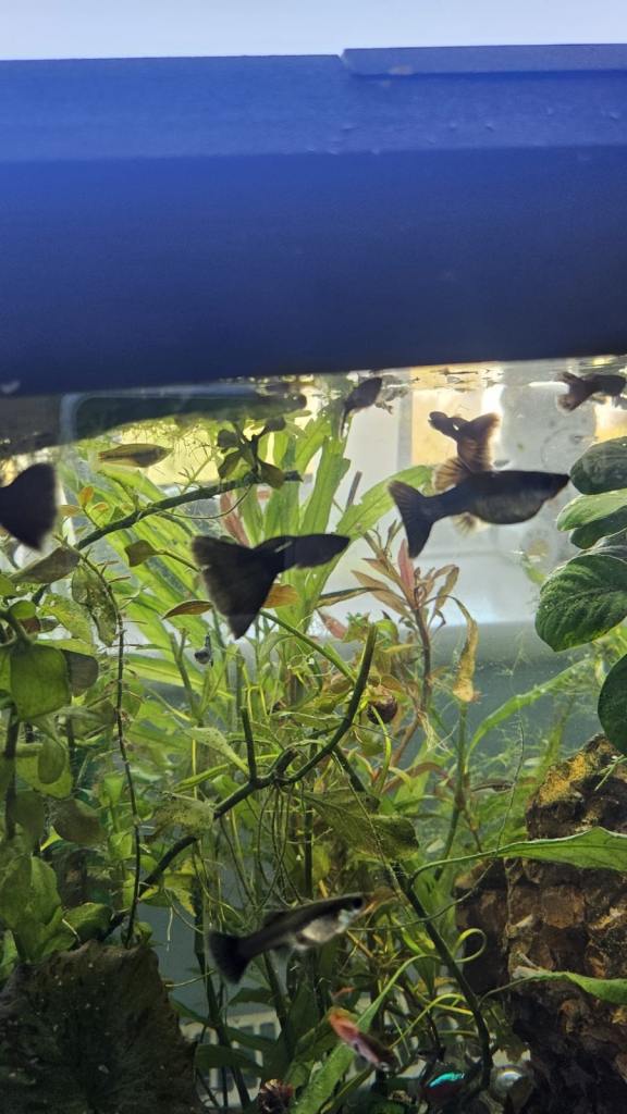Black Moscow Guppy Fish - Mixed sex