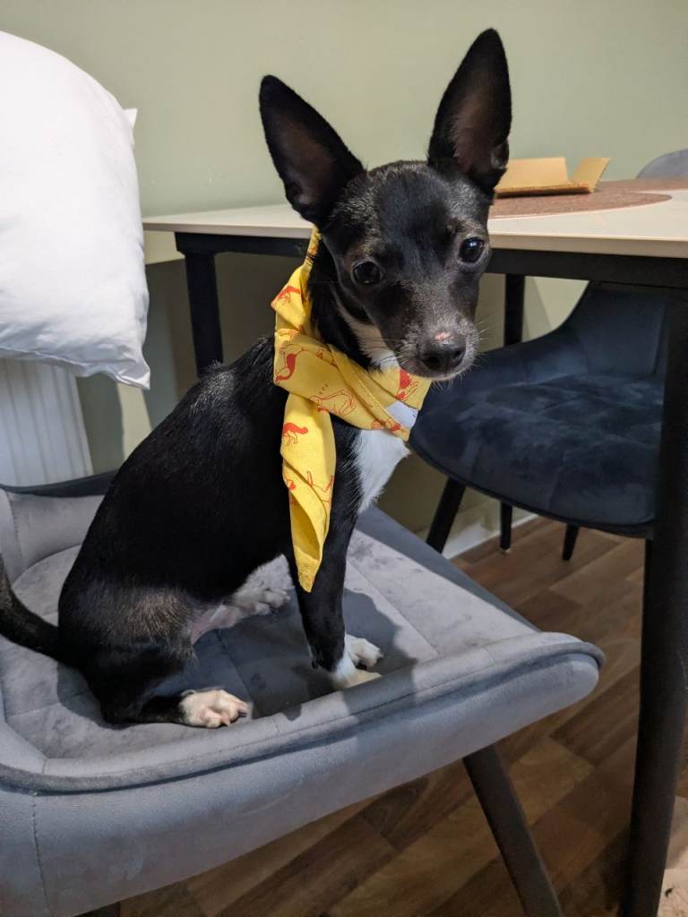 15 Month Old Boy Min Pin / Italian Greygound Mix