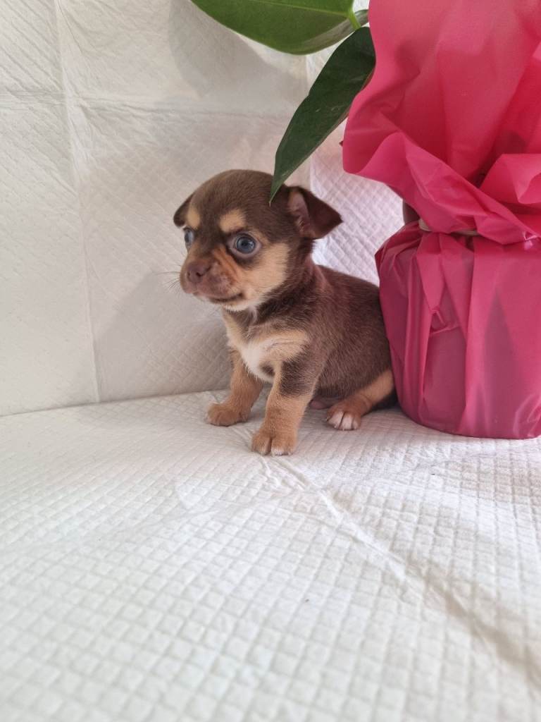 Chihuahuas